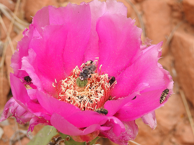 Opuntia polyacantha (Plains prickly pear) #88122