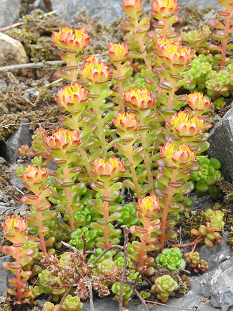 Sedum divergens (Pacific stonecrop) #88123