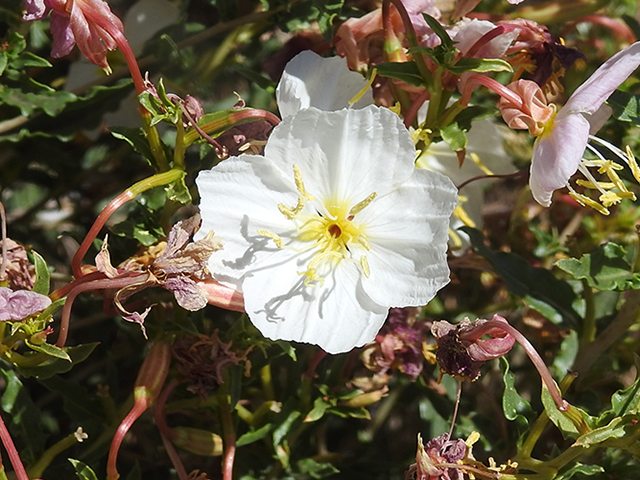 Oenothera pallida (Pale evening-primrose) #88124