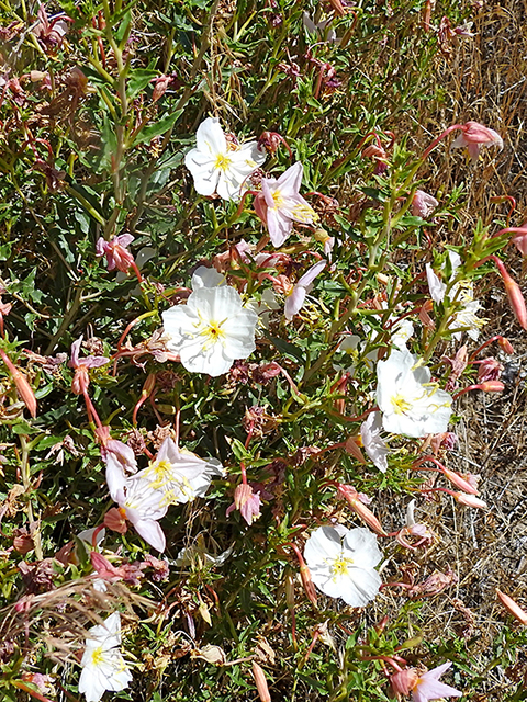 Oenothera pallida (Pale evening-primrose) #88125