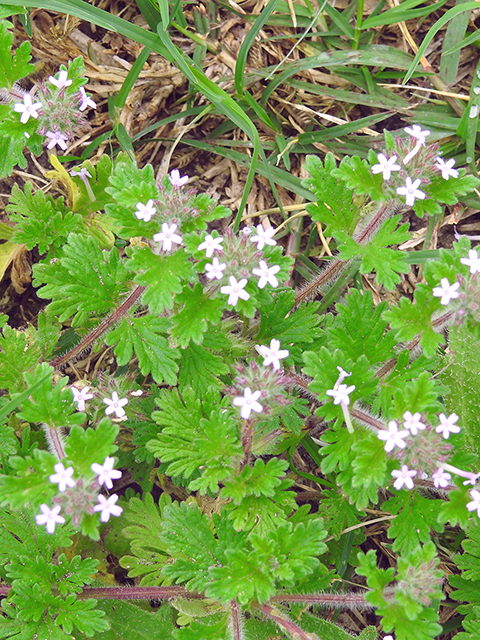 Glandularia quandrangulata (Beaked mock vervain) #88126