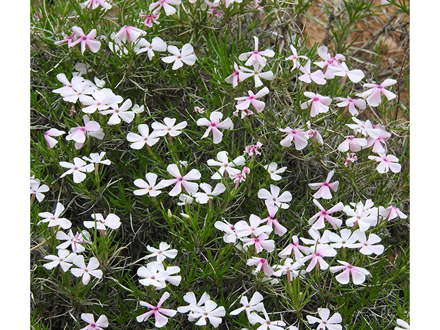 Phlox austromontana (Mountain phlox) #88131