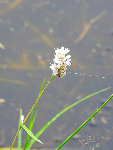 Polygonum pensylvanicum (Pennsylvania smartweed) #88132