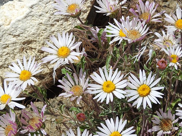 Erigeron poliospermus (Purple cushion fleabane) #88134