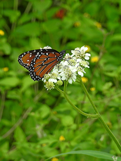 Verbesina microptera (Texas crownbeard) #88135