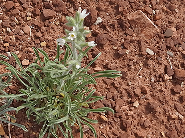 Cryptantha flavoculata (Roughseed cryptantha) #88142