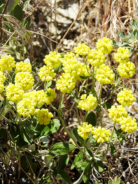 Eriogonum sphaerocephalum (Rock buckwheat) #88143