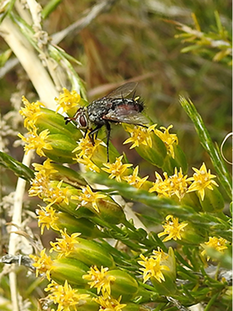 Ericameria nauseosa (Rubber rabbitbrush) #88144