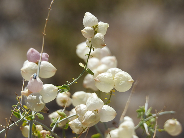 Salazaria mexicana (Mexican bladdersage) #88146