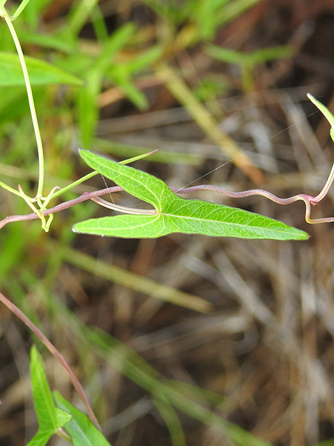 Ipomoea sagittata (Saltmarsh morning-glory) #88149