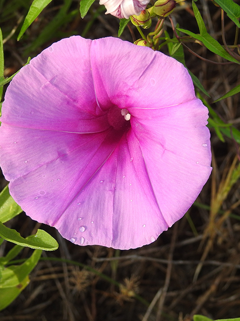 Ipomoea sagittata (Saltmarsh morning-glory) #88150