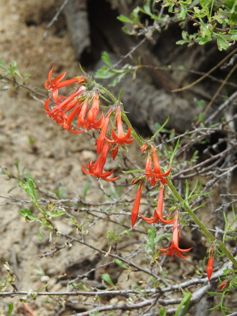 Ipomopsis aggregata (Scarlet gilia) #88153