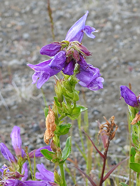 Penstemon serrulatus (Serrulate penstemon) #88155