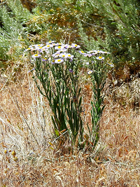 Erigeron pumilus (Shaggy fleabane) #88157