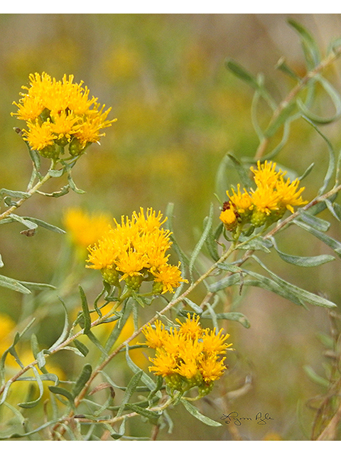 Gymnosperma glutinosum (Gumhead) #88168