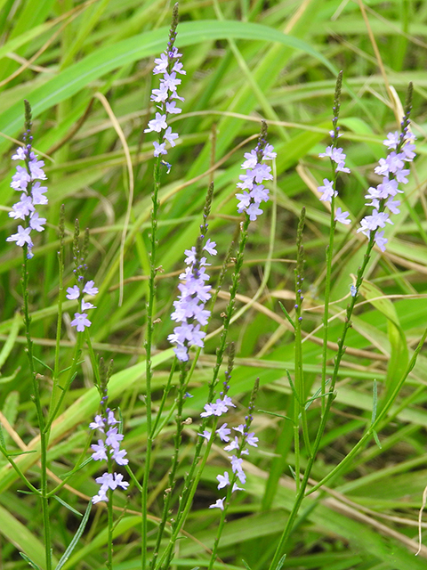 Verbena halei (Texas vervain) #88174