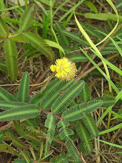 Neptunia pubescens (Tropical puff) #88176