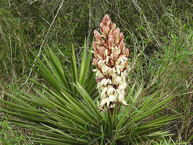 Yucca treculeana (Spanish dagger) #88186