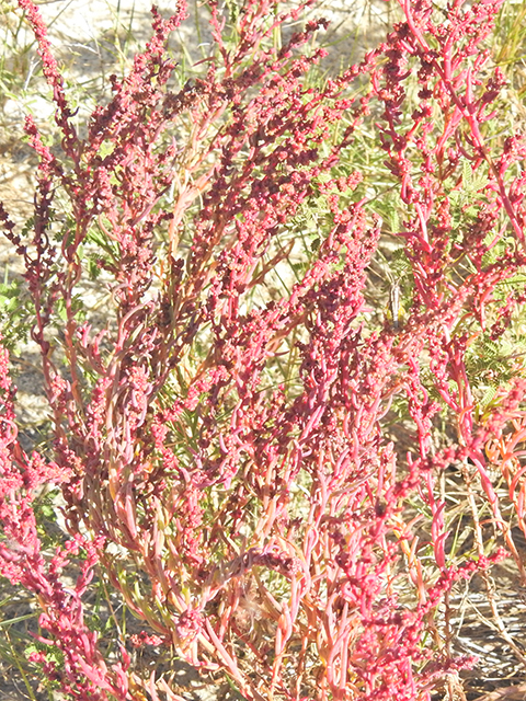 Suaeda linearis (Annual seepweed) #88192