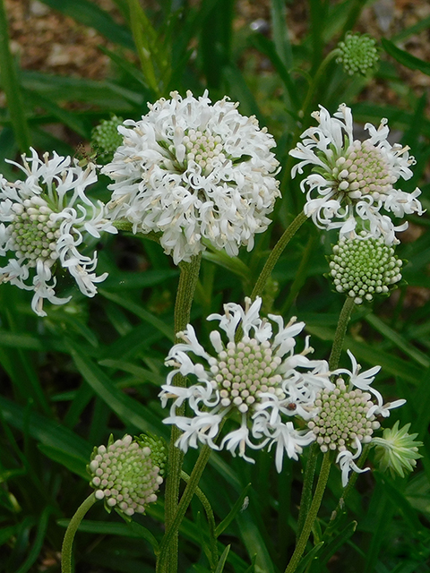 Marshallia caespitosa (Barbara's-buttons) #88195