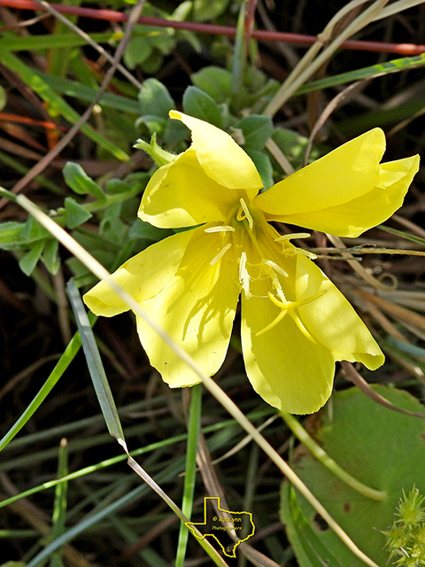 Oenothera drummondii (Beach evening-primrose) #88196