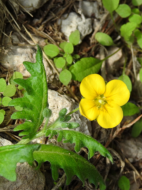 Lesquerella grandiflora (Bigflower bladderpod) #88199