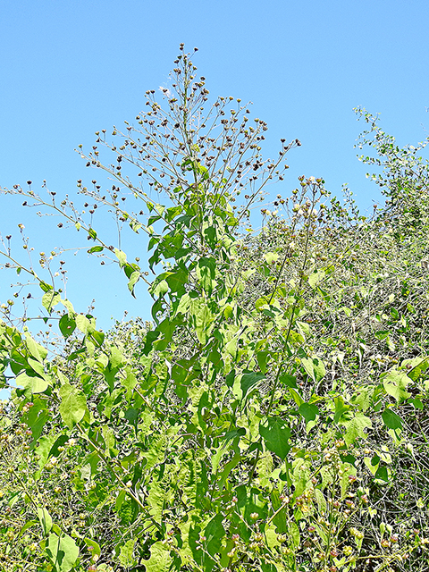 Wissadula amplissima (Big yellow velvetleaf) #88200