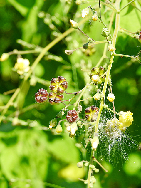 Wissadula amplissima (Big yellow velvetleaf) #88201