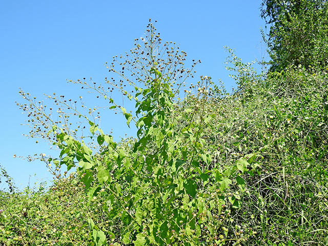 Wissadula amplissima (Big yellow velvetleaf) #88203