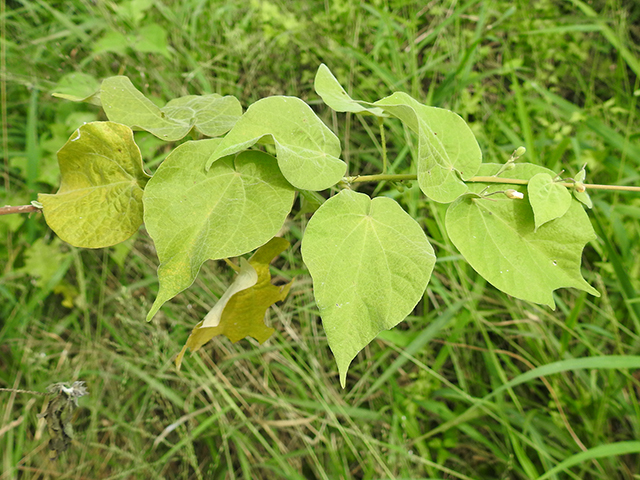 Wissadula amplissima (Big yellow velvetleaf) #88204