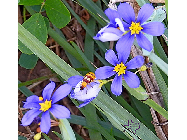 Sisyrinchium myrioflorum (Sandyland blue-eyed grass) #88208