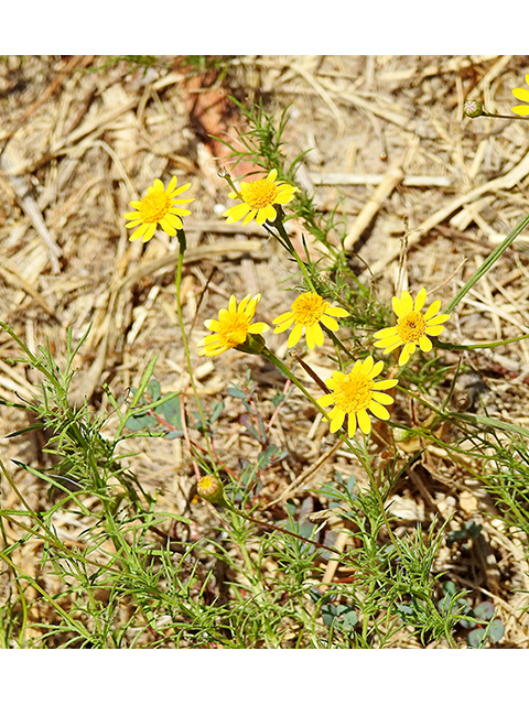 Thymophylla tenuiloba (Bristleleaf pricklyleaf) #88209