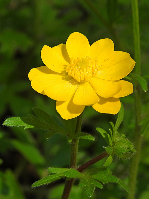 Ranunculus macranthus (Large buttercup) #88214