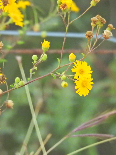 Heterotheca subaxillaris (Camphorweed) #88216