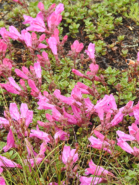 Penstemon rupicola (Cliff penstemon) #88218