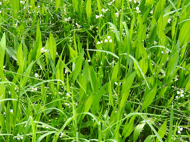 Sagittaria platyphylla (Delta arrowhead) #88228