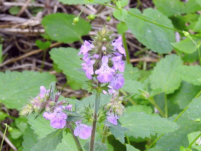 Stachys drummondii (Drummond's hedgenettle) #88229