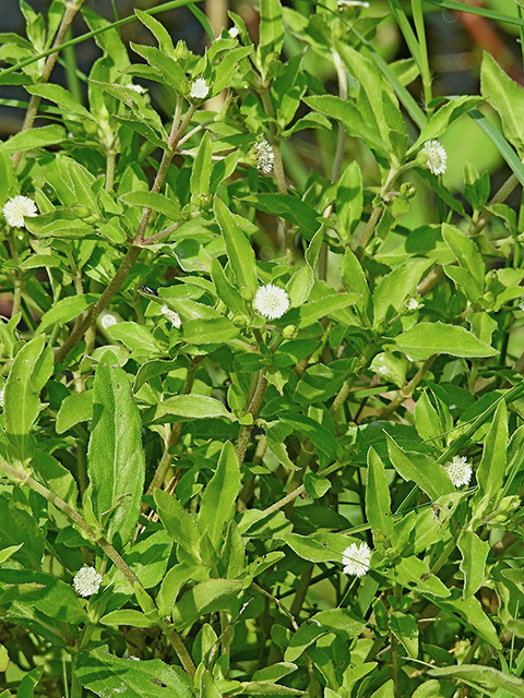 Eclipta prostrata (Pie plant) #88237