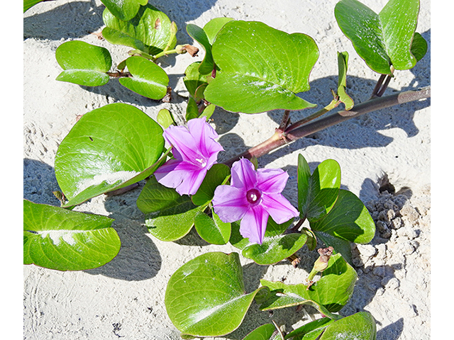 Ipomoea pes-caprae ssp. brasiliensis (Railroad vine) #88238