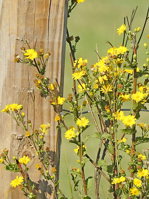 Heterotheca subaxillaris (Camphorweed) #88239