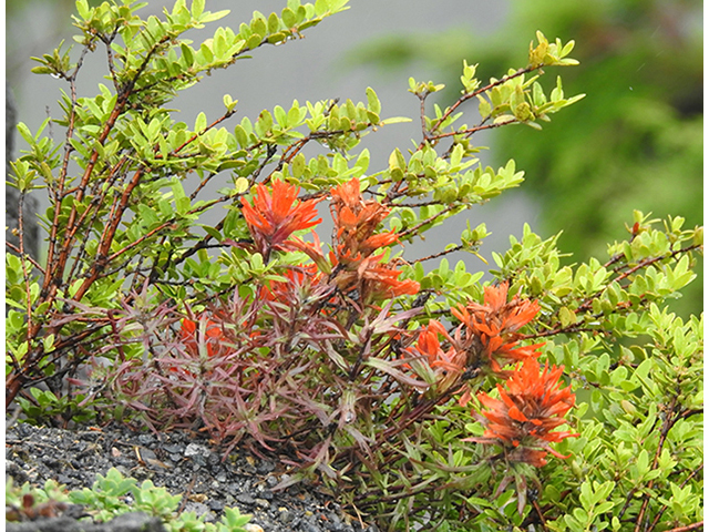 Castilleja hispida (Harsh indian paintbrush) #88244