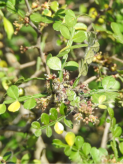 Zanthoxylum fagara (Lime prickly ash) #88249