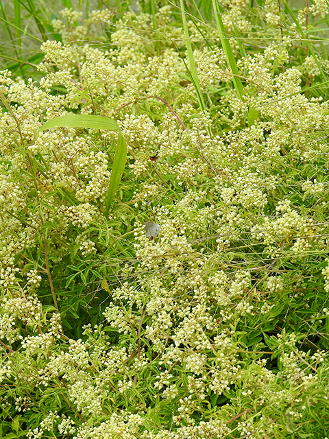 Serjania brachycarpa (Littlefruit slipplejack) #88252