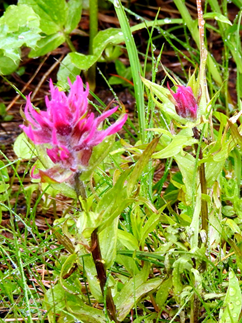 Castilleja parviflora var. oreopola (Henry indian paintbrush) #88255