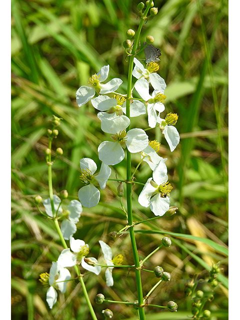 Sagittaria longiloba (Longbarb arrowhead) #88256