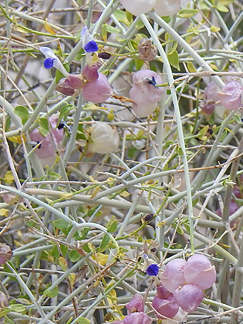 Salazaria mexicana (Mexican bladdersage) #88260