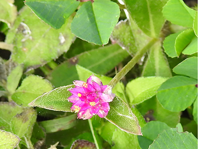 Gomphrena nealleyi (Nealley's globe amaranth ) #88263