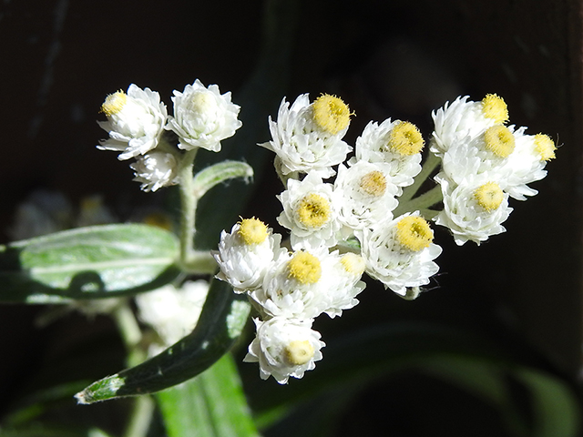 Anaphalis margaritacea (Western pearly everlasting) #88268