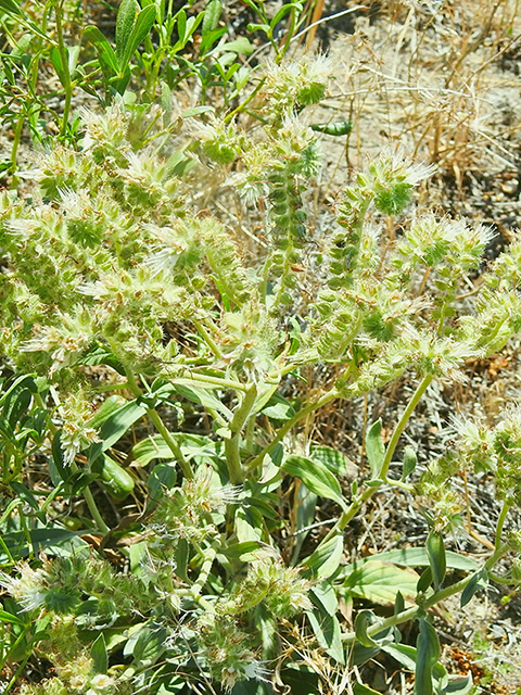 Phacelia hastata (Silverleaf phacelia) #88269