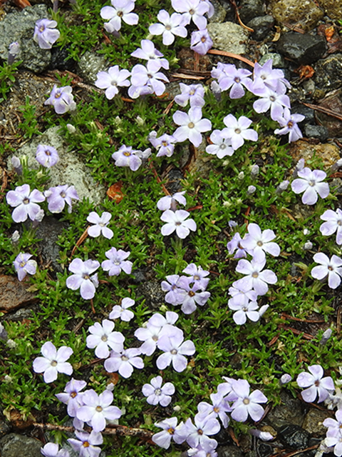 Phlox austromontana (Mountain phlox) #88270